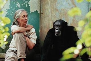 Almost Human with Jane Goodall, a CineMuse movie.