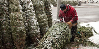 Tree Man, an NYC premiere, is Jon Reiner and Brad Rothschild’s affectionate portrait of a Canadian Christmas tree vendor.